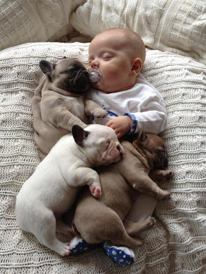 baby and puppies