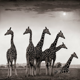 Nick Brandt, On this Earth