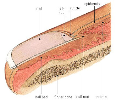 Calcium Deficiency and Nails