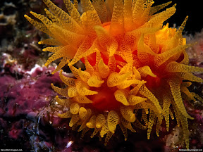 Underwater Creature | nature desktop wallpapers Images Photos