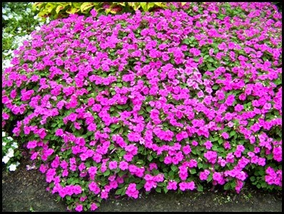 impatiens-walleriana4