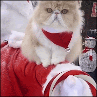 Xmas Cat GIF • OMG, a BIG cat jumps inside tree. Best way to 'Jump into Christmas'