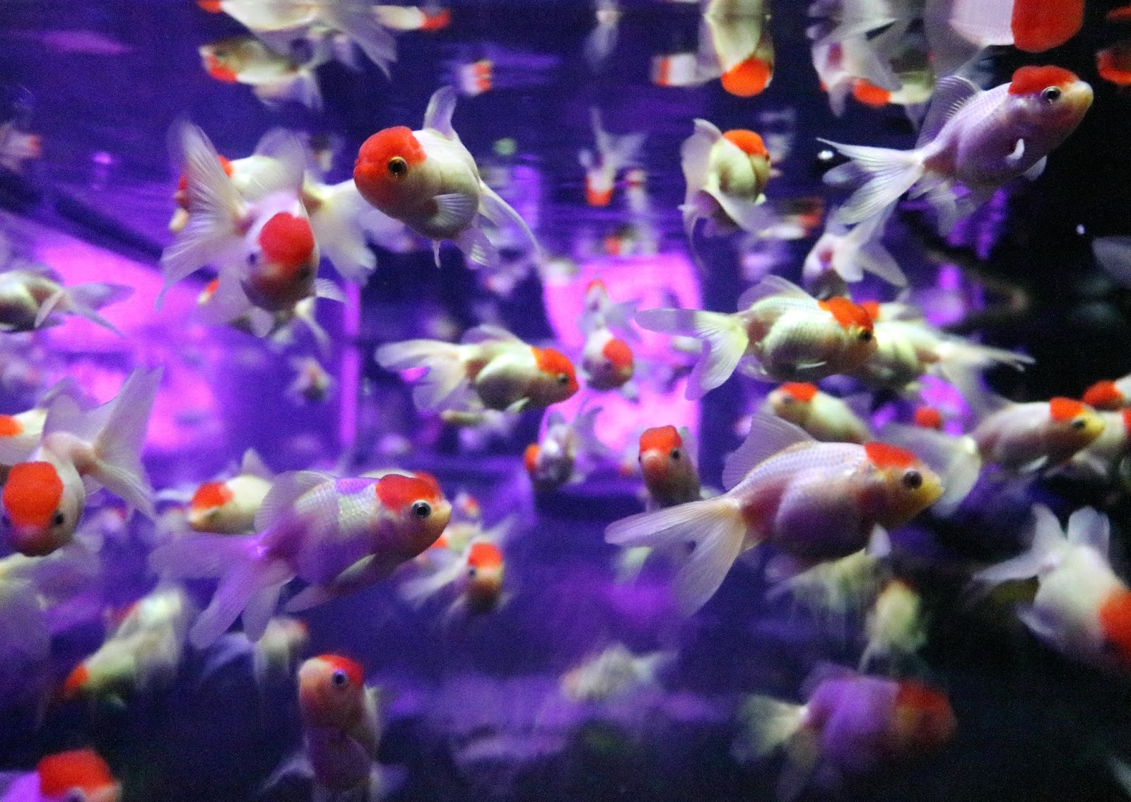Manさんのフォトギャラリー326 金魚が空間を泳ぐアートアクアリウム展