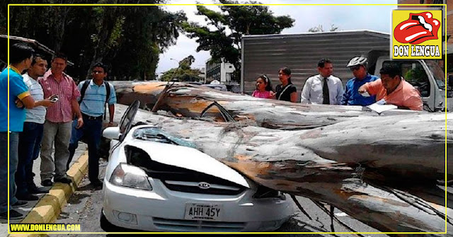 Un árbol la aplastó dentro de su carro mientras manejaba en el Estado Aragua