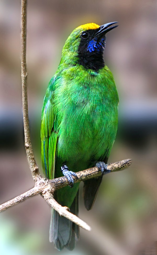  BURUNG  CUCAK HIJAU ANEKA  GAMBAR BURUNG  CUCAK IJO