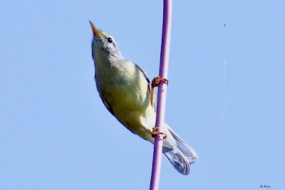 Sulphur-bellied Warbler
