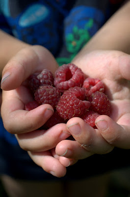 Kinderhände halten dunkelrote Himbeeren.