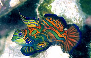 Mandarin Fish