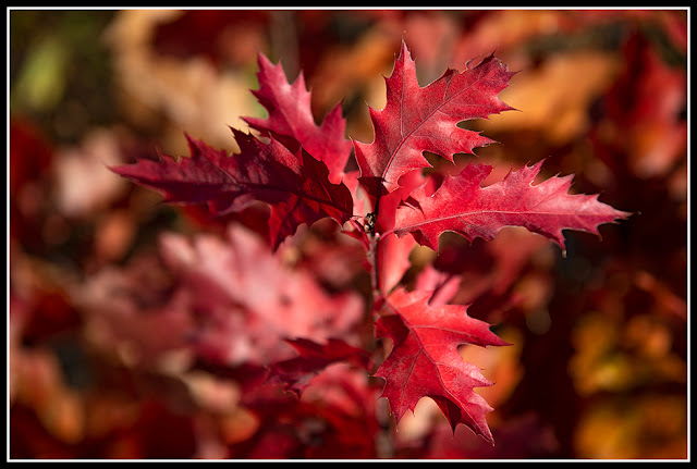 Nova Scotia; Petite Riviere; Autumn