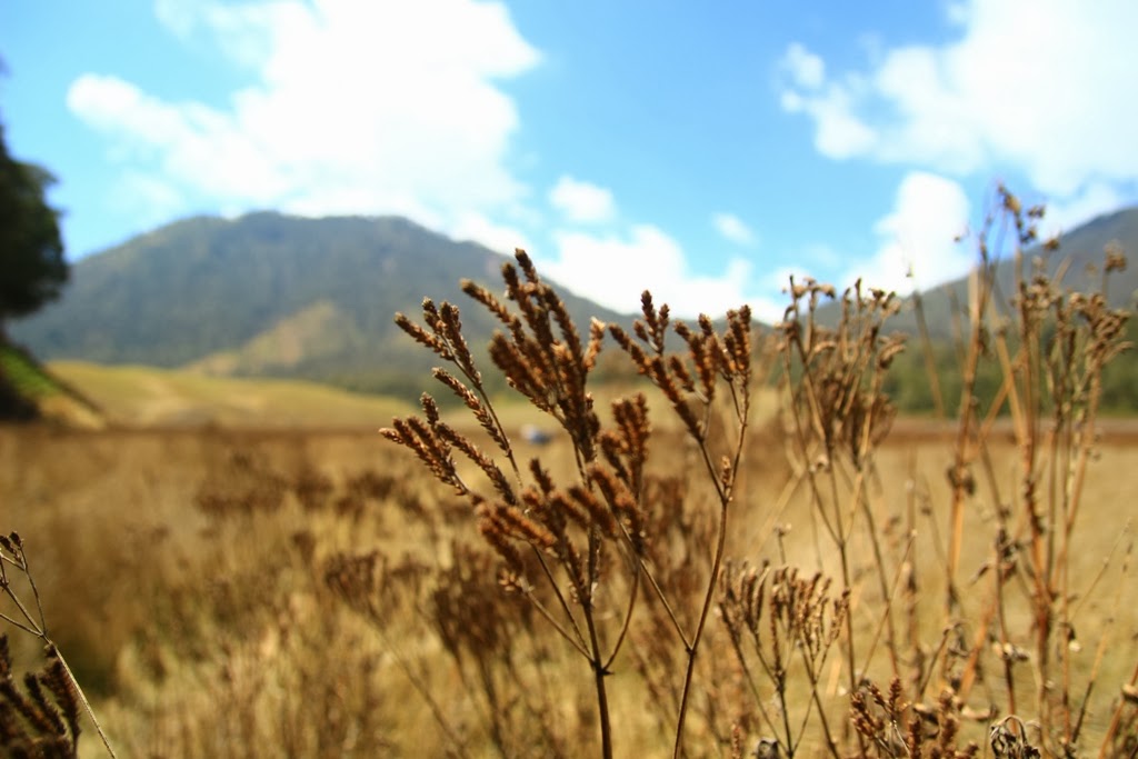 Lavender Oro Oro Ombo Si Cantik Invasif Yang Salah Dikenali Farizan S Blog