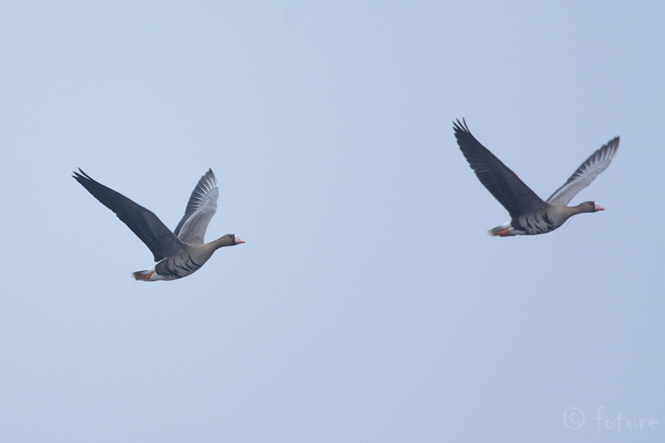 Suur-laukhani, Anser albifrons, Greater White-fronted Goose, hani