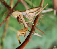 Mantis religiosa o santateresa