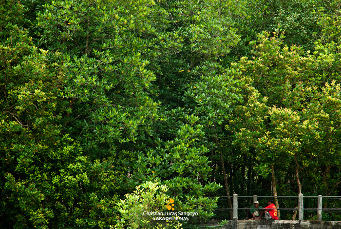 Mangroves at Thailand's Phang Nga Bay