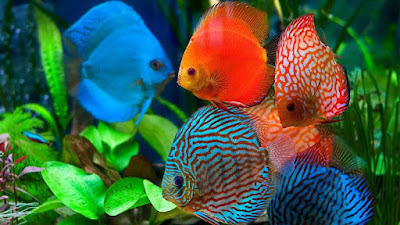 Warna Ikan Discus yang tampak merona
