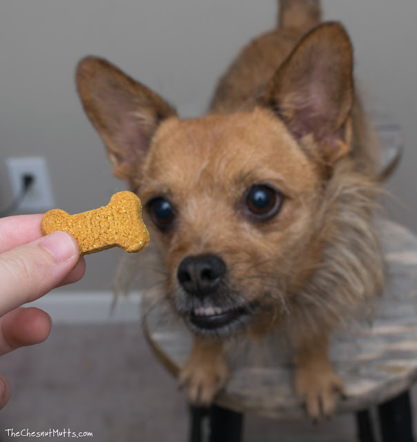 Jada looking at a Treatible dog hemp CBD chew