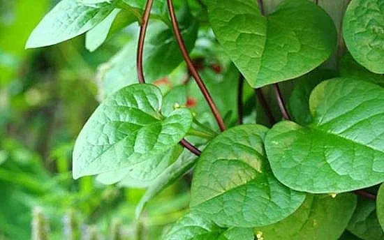 Daun Binahong