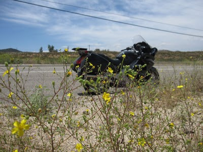 sage road wildflowers