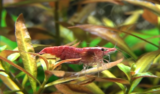 Red Cherry Shrimp.