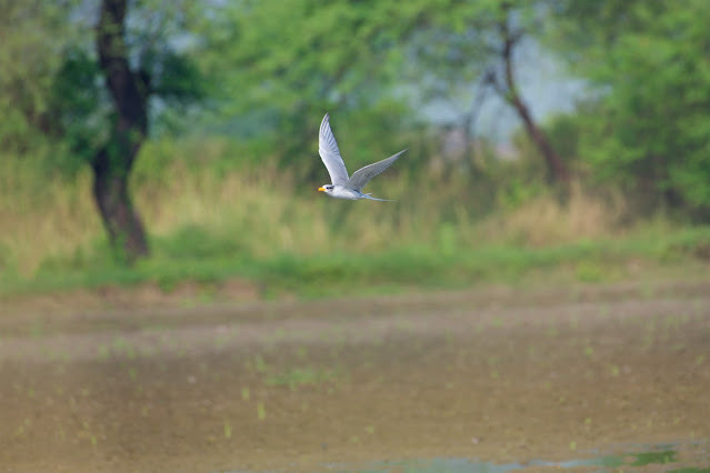 River Tern (Sterna aurantia) नदी कुर्री, नदी टेहरी October 2023 Jabalpur, M.P., India