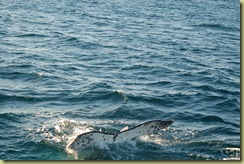 Whale Tail