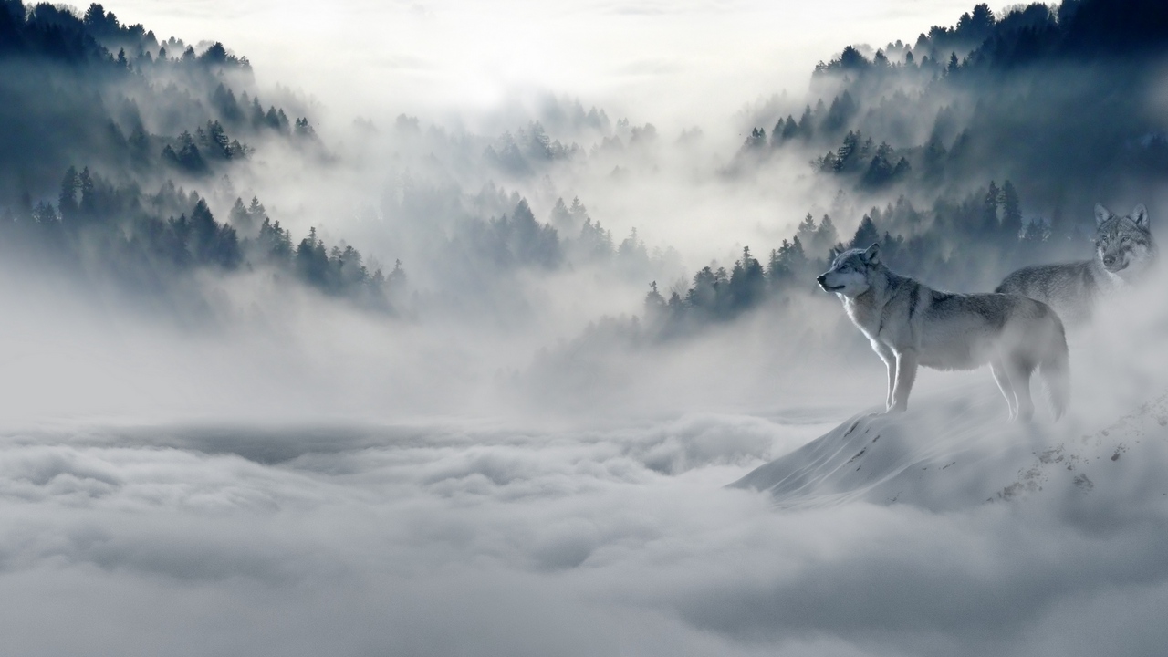 Wallpaper Wolf Predators Fog Snow Mountains