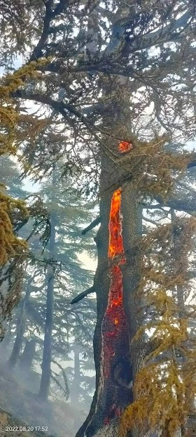 شجرة الارز بكتامة تحترق من الداخل