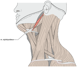 stylohyoid muscle, action, m. stylohyoideus muscle picture