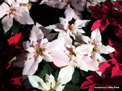 From the High School Lesson Book - A Poinsettia PhotoJournal (Greenhouse Field Trip) on Homeschool Coffee Break @ kympossibleblog.blogspot.com #homeschool #fieldtrip 