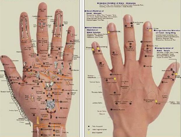 Ajaib Ternyata Titik Organ Pada Telapak Tangan  Kita Dapat 