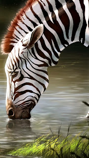 Zebra-Fakten für Kinder, Zebra Steckbrief Kinder, Zebra Lebensraum