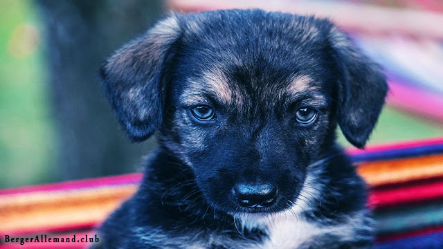 chiot berger allemand