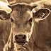 Livestock Monitoring Market to Reach USD 1006.7 Million by 2028 