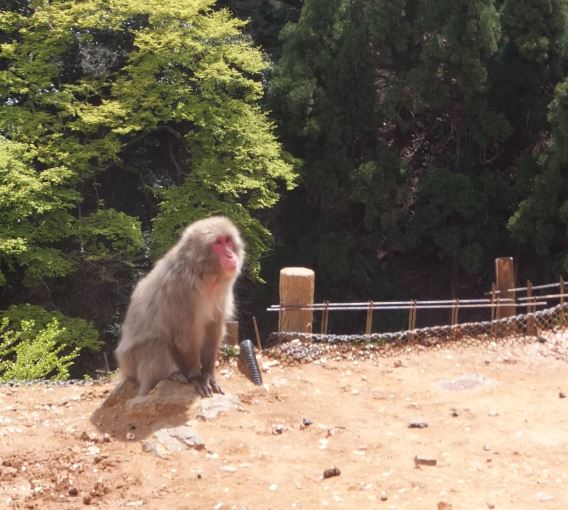 Japanese Macaque Monkey