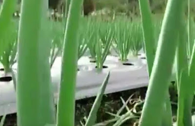 budidaya daun bawang teknik mulsa