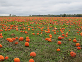 field of pumpkins
