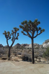 Joshua Tree