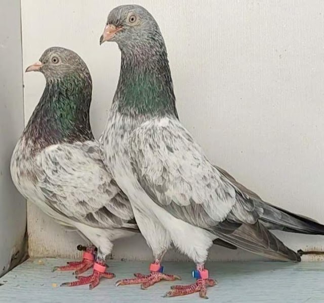 Golden pigeons 