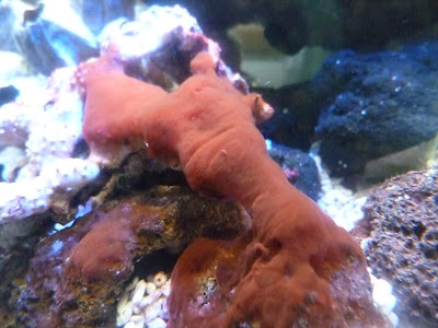 画像をダウンロード 赤苔 247700-赤苔瑪瑙 意味