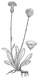 Бодяк венгерский (Cirsium pannonicum)