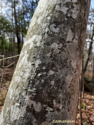 Клён ложнозибольдов (Acer pseudosieboldianum)