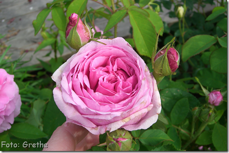 Comte de Chambord 