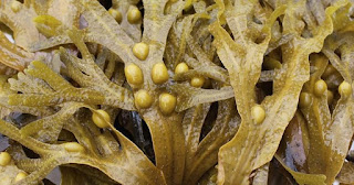 Bladder wrack