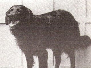 Swansea Jack: Canine Lifeguard