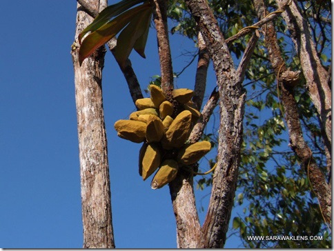 Dischidia_bako_national_park