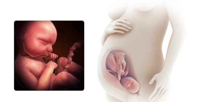 Fetal Development: Stages of Growth