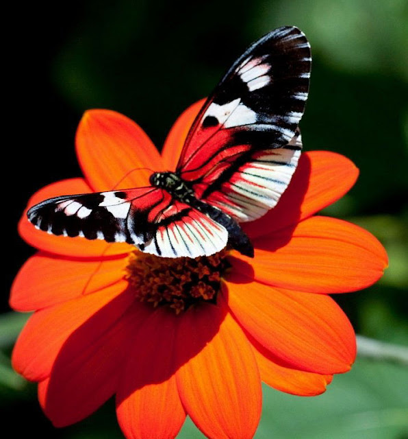 flower butterfly image