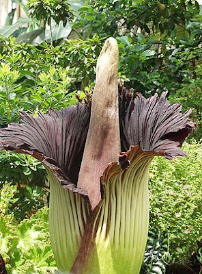 泰坦魔芋 Titan Arum lily ��花