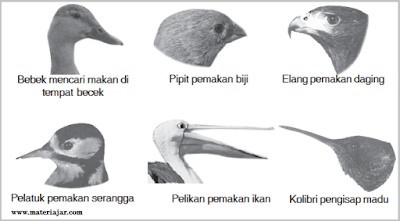 Macam Macam Bentuk Adaptasi Burung, adaptasi burung sesuai makanannya