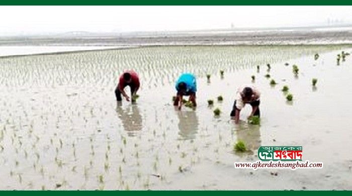 নওগাঁর নিন্মাঞ্চলে বোরো ধান রোপন শুরু