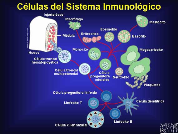 componentes de la sangre. COMPONENTES DE LA SANGRE